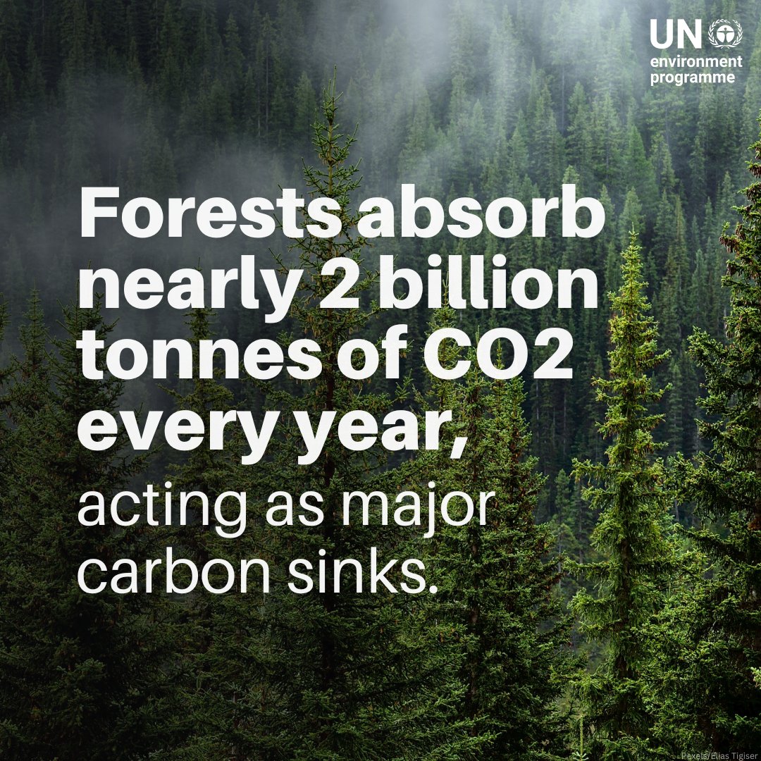 UNEP's tweet photo. Yet one more reason to protect forests, #ForPeopleForPlanet. 💚🌳 https://t.co/0Go7o1ME7A