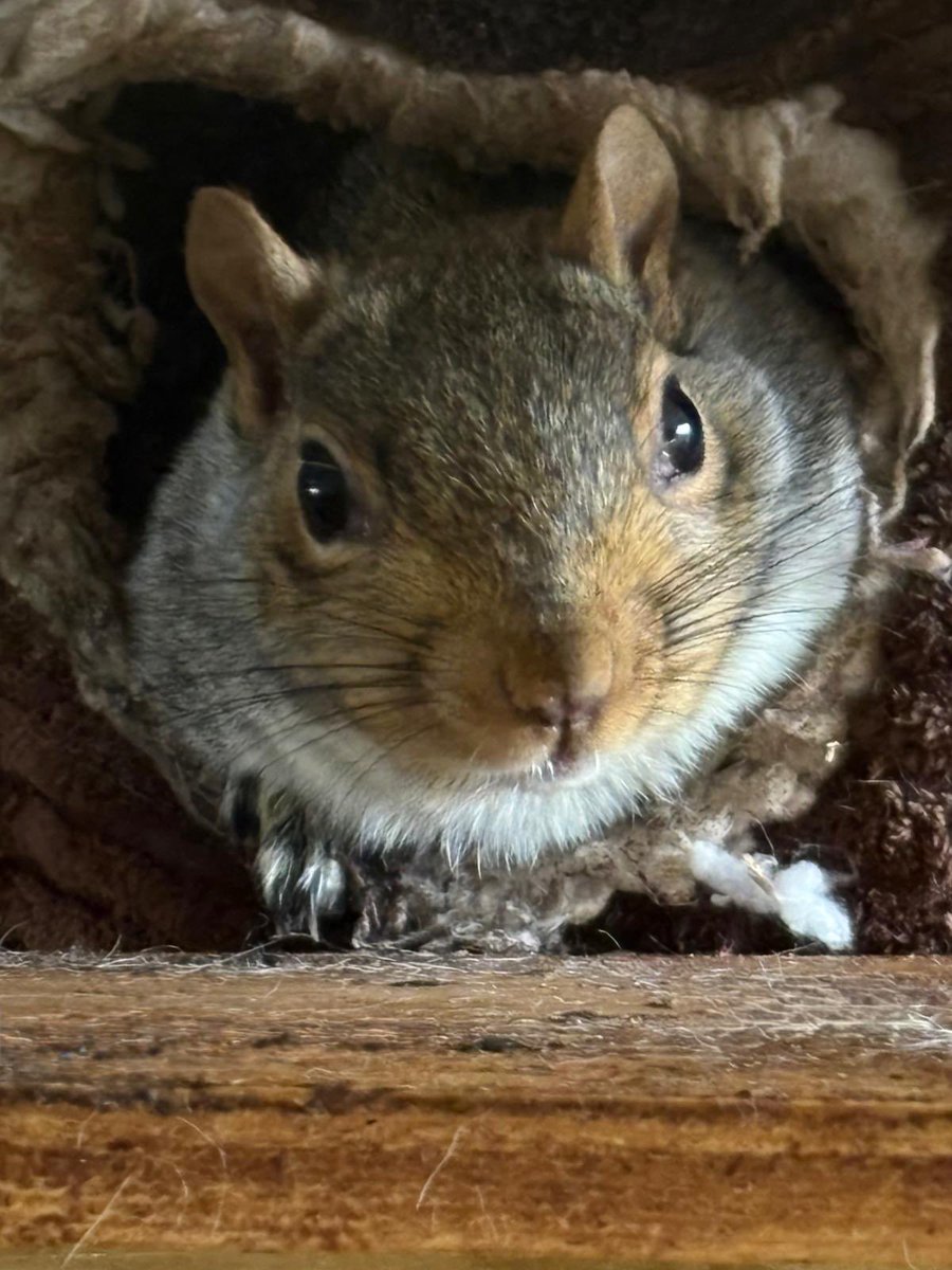 Big boy Reggie 🐿🩶🐿🩶🐿