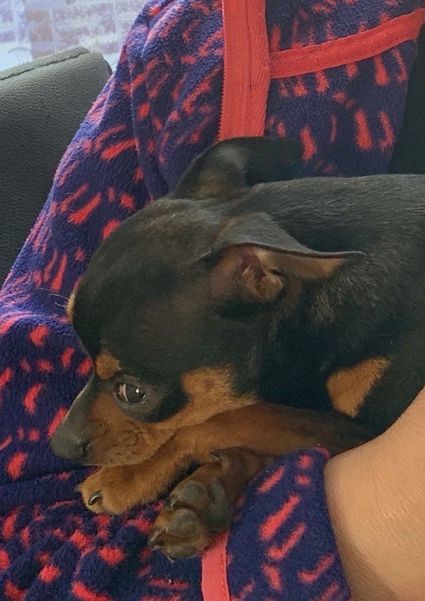 millypod1's tweet photo. ๐28 Jan 2026 #Lost Misiek #ScanMe
Chihuahua Male (Tongue hangs out missing teeth)
Larch Crescent #Hayes #GreaterLondon #London #UB4
https://t.co/boVegwShUZ https://t.co/F1JqELe1w6