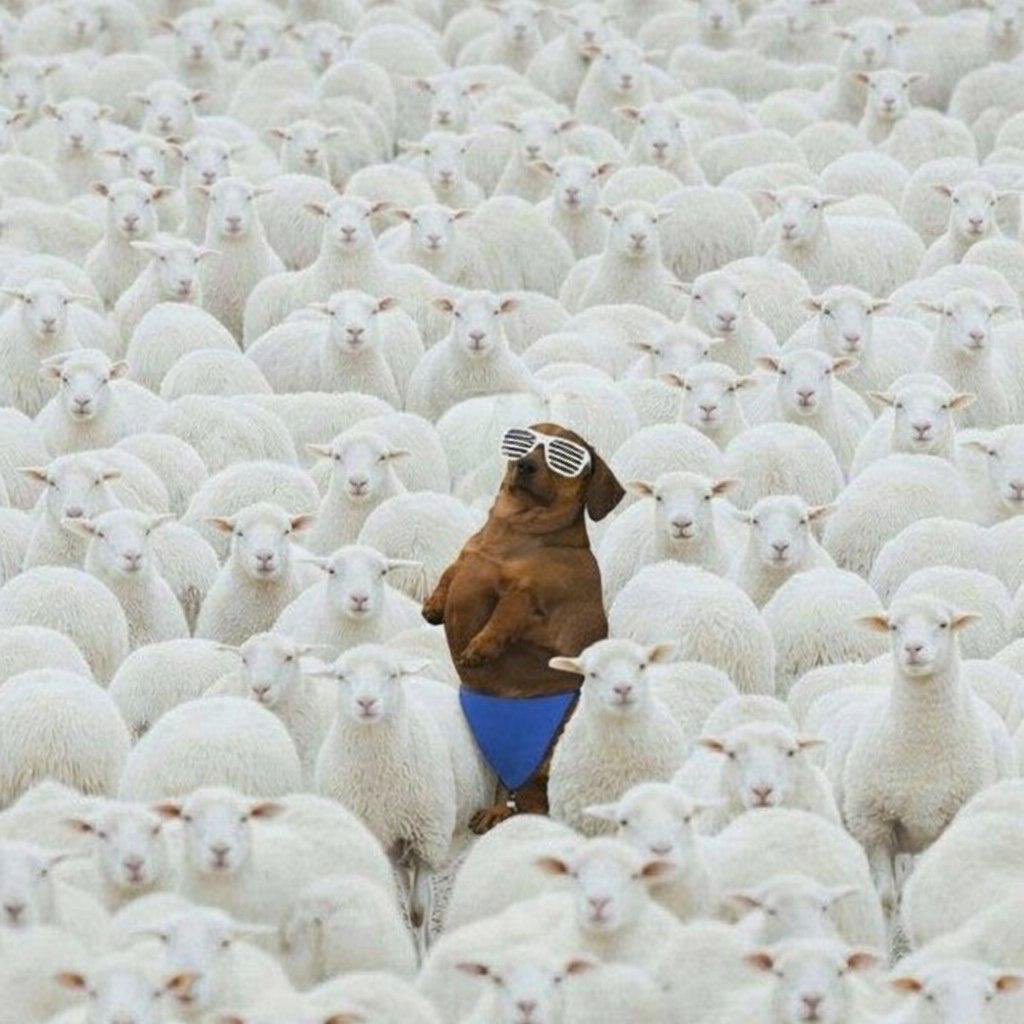 Don be a sheep and follow these KOLS

Get a thicc bag of $subo and stand out 

Alot of cooking behind the scenes

2GNaDZvN186Cue7H8dS1vHXqvivqQtvffG6eAUbSpump