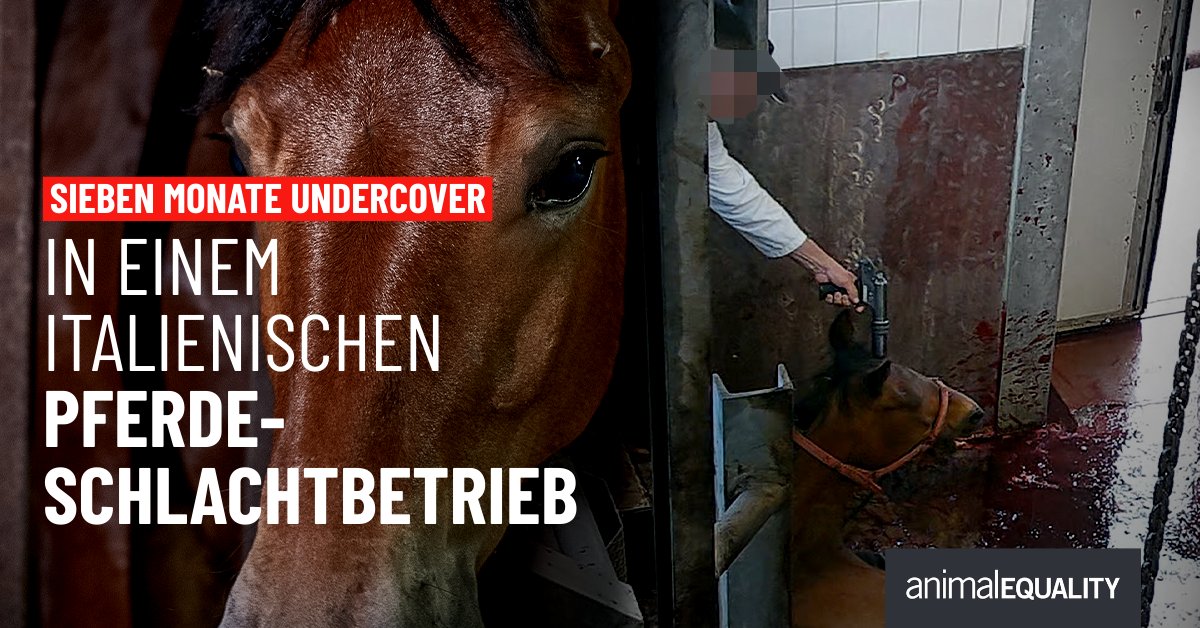 Animal Equality Germany tweet media