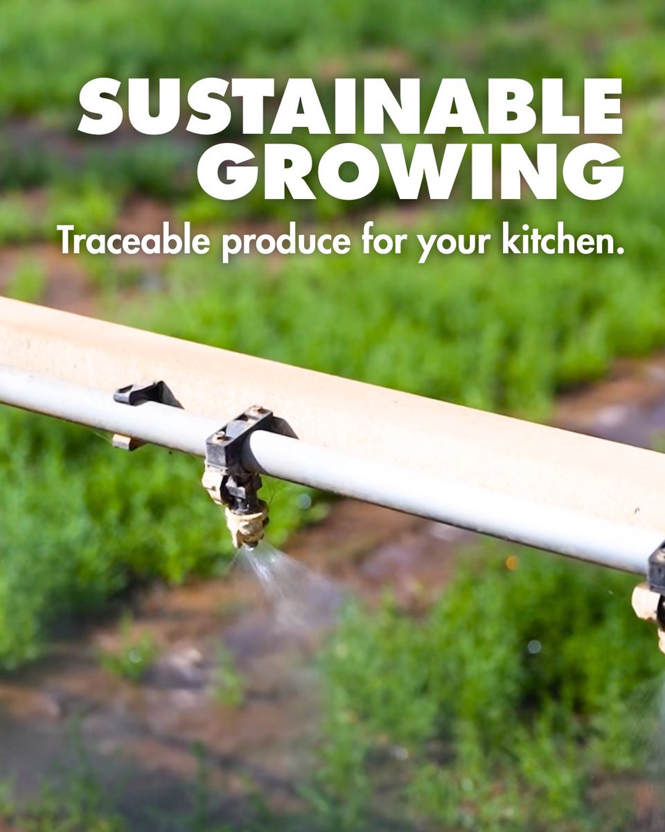 WestlandsUK's tweet image. Growing great produce starts long before harvest 🌱 At Westlands UK we use rainwater, recycled soil-free media, 100% #recycled packaging, and beneficial insects. LEAF Marque &amp;amp; #RedTractor certified, our #Britishgrown produce is fully traceable from seed to plate. 🌍💚