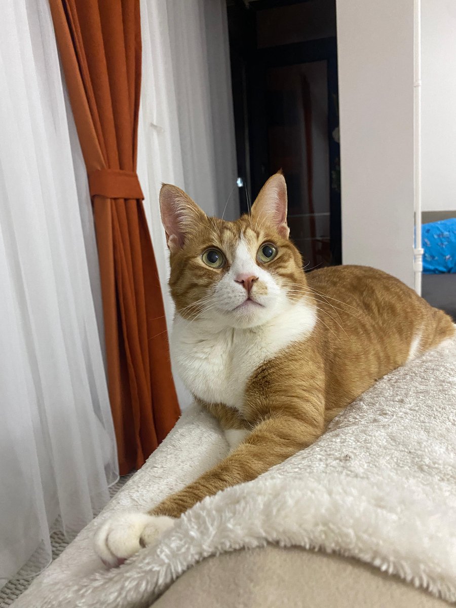 Boncuk gözlerine kurban olduğum. Aşk  🧡
İyi ki varsın🙏🐈🧡