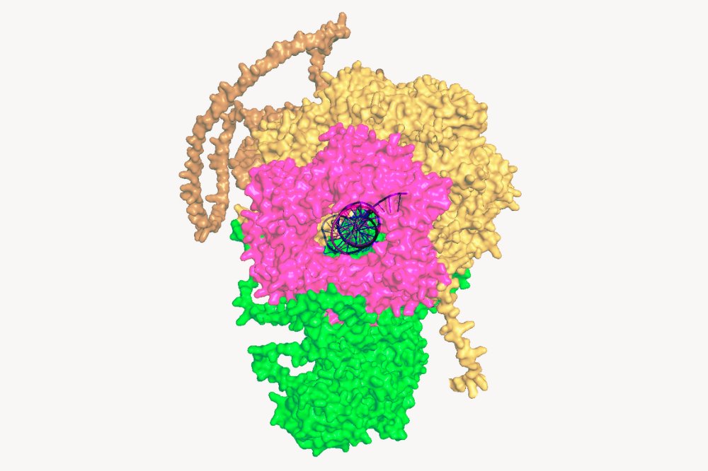 Rockefeller University tweet media