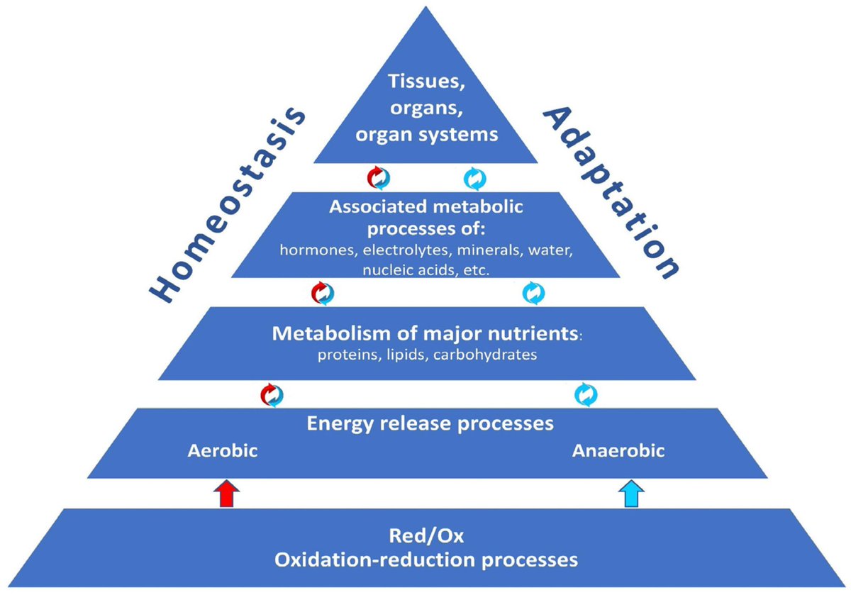 Agingdoc🩺Dr David Barzilai🔔MD PhD MS MBA DipABLM tweet media