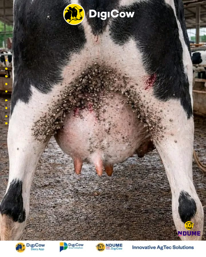 DigiCow Dairy App tweet media