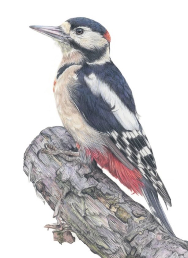 studio22artz's tweet image. Will be mounting up one of these Giclee prints in the next day or two. Just need some more mounts first. #woodpecker #art #drawing