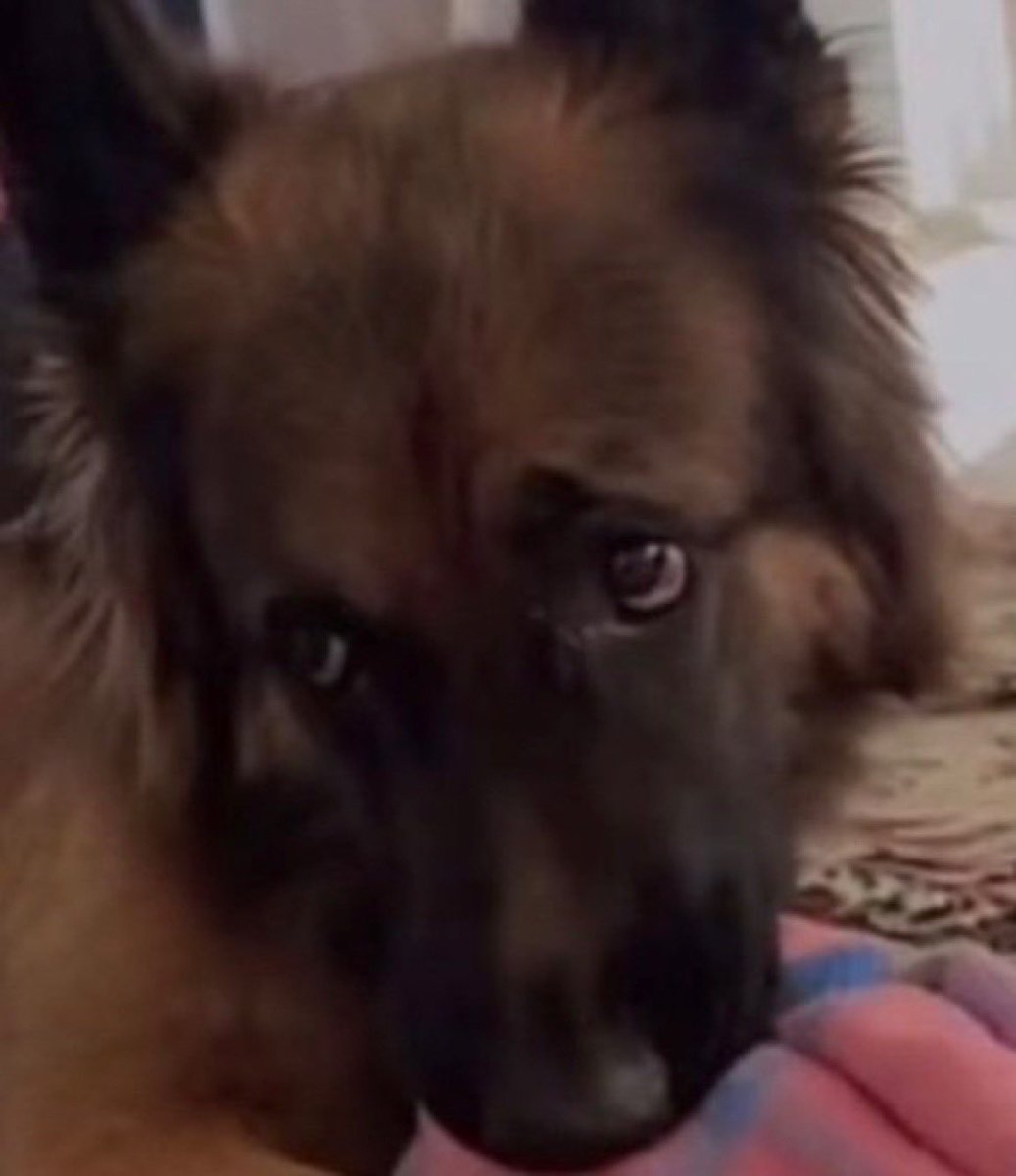 The regime in Iran shot Shelby in front of his owners just to torment them, while raiding their house.

Shelby the dog's life had infinitely more value than all communists and islamic fanatics currently mocking the death toll in Iran combined.