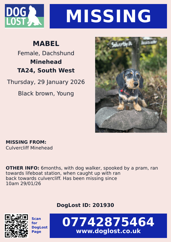 millypod1's tweet photo. π29 Jan 2026 #Lost Mabel #ScanMe
YOUNG Dachshund Female #PUPPY
Minehead harbour/ Culverfliffe path
#Culvercliff #Minehead #Somerset #TA24
https://t.co/T5sQLNskn7 https://t.co/kskyA6J70G