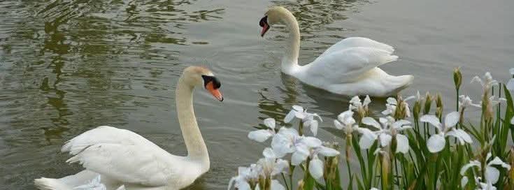 ᴛʜᴇ ʜᴜᴍᴀɴɪꜱᴛ tweet media