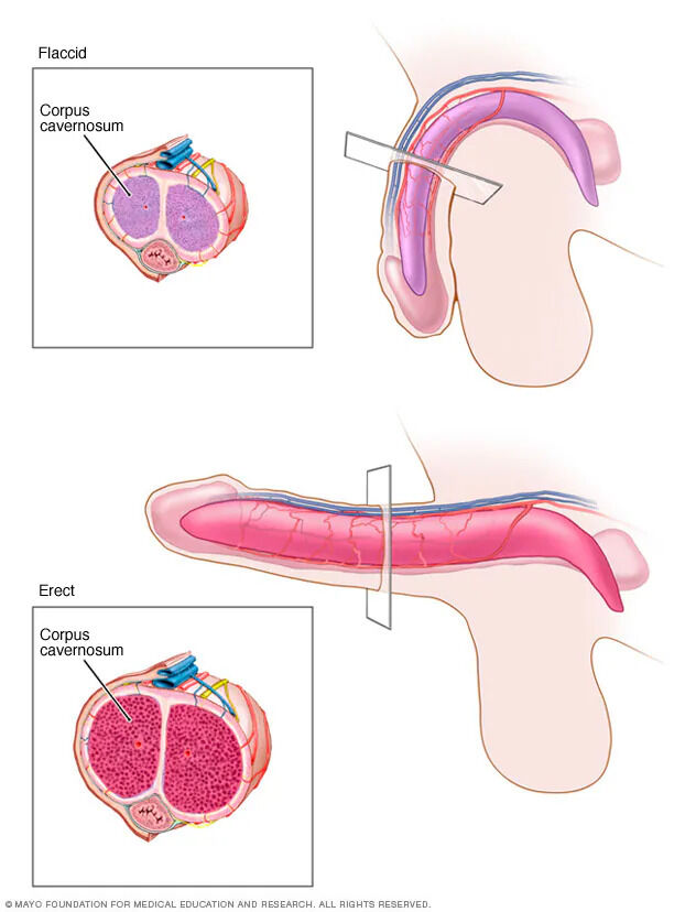 santi_despierta's tweet photo. Nutrientes clave que los hombres con erecciones débiles deberían tomar.

Basado en investigaciones científicas, estos nutrientes son clave para la salud sexual.

(La mayoría lo aprende demasiado tarde).

Hilo: https://t.co/oVT0cEwnxI