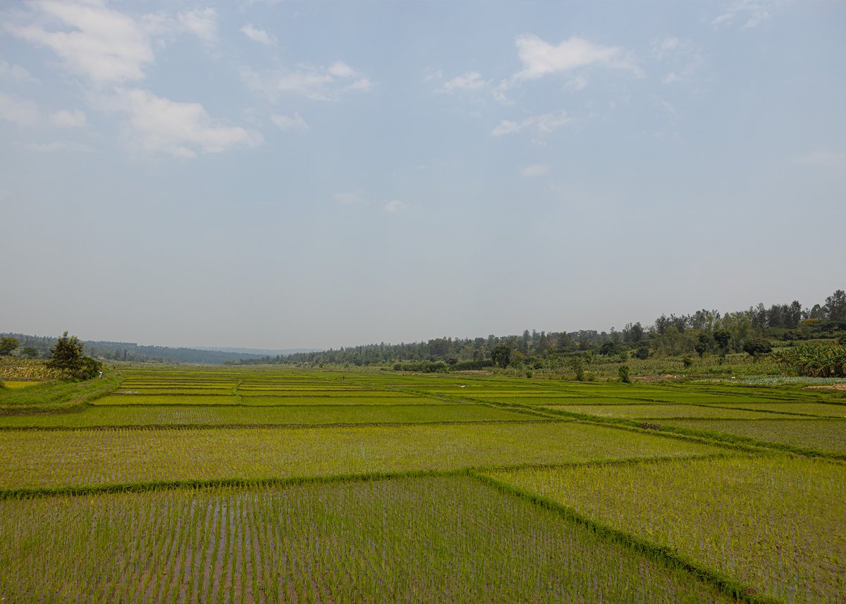 WARI UZI KO!!

Indwara ya Bilariziyoze (#Bilharziose/#Schistosomiasis) iracyagaragara mu tugari turenga 1000, ni ukuvuga hafi kimwe cya kabiri cy’utugari twose tw’Igihugu.

Uko wayirinda:
✅Kwirinda kwituma ku gasozi
✅Kwirinda kujya mu bishanga utambaye bote cyangwa