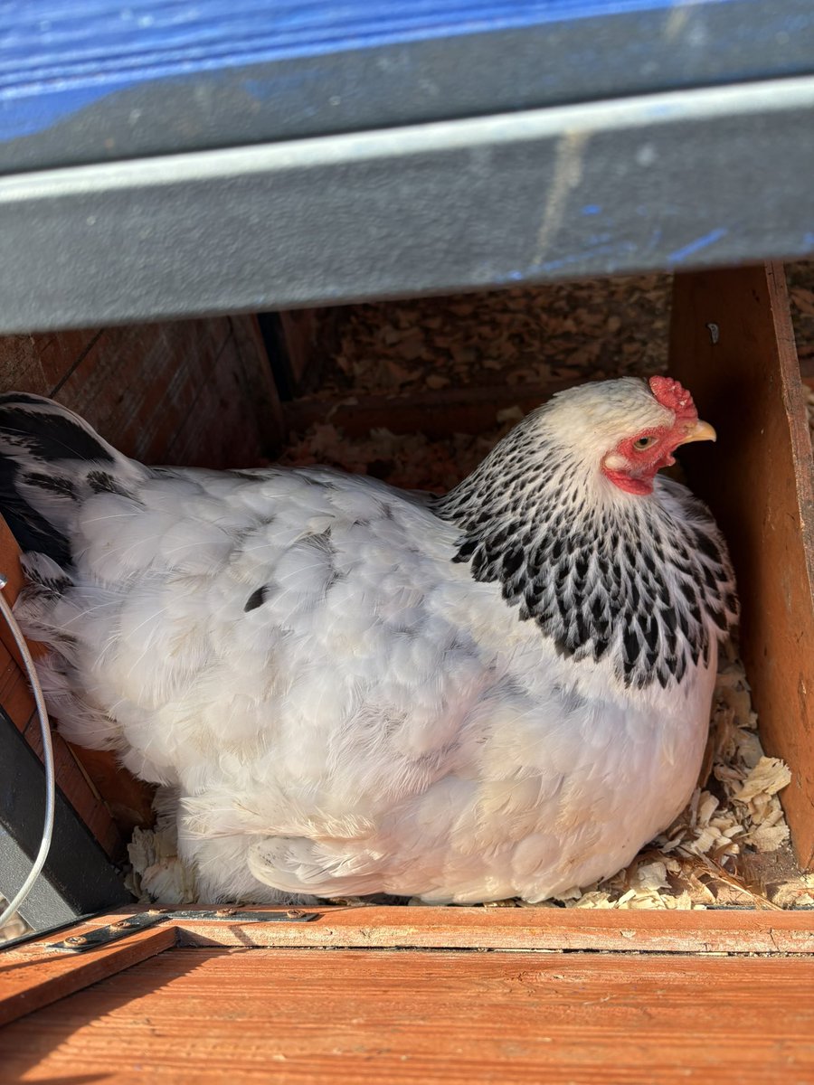 Mrs. Pendergrass Ag tweet media