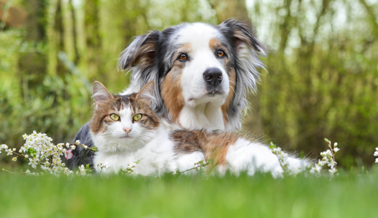 bvnauk's tweet photo. BVNA &amp; ABTC Learning Pathway in Behaviour: Registrations open! 🤩 We're delighted to be collaborating with the Animal Behaviour &amp; Training Council again to present this next Learning Pathway in Behaviour. 👉 Find out more here: https://t.co/KQolycdzTT https://t.co/b5KUxznQNV