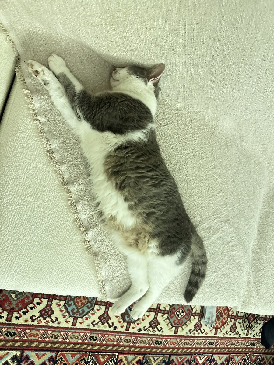 İyi geceler, biz uyuyos☺️😻
#SokakHayvanlarıSahipsizDeğil