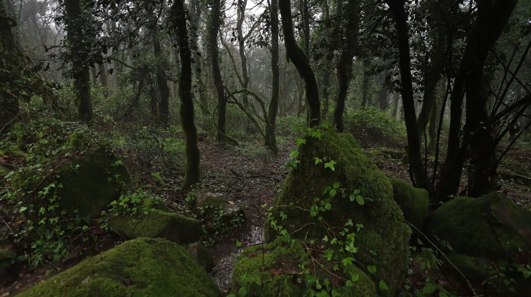 IDForestal tweet media