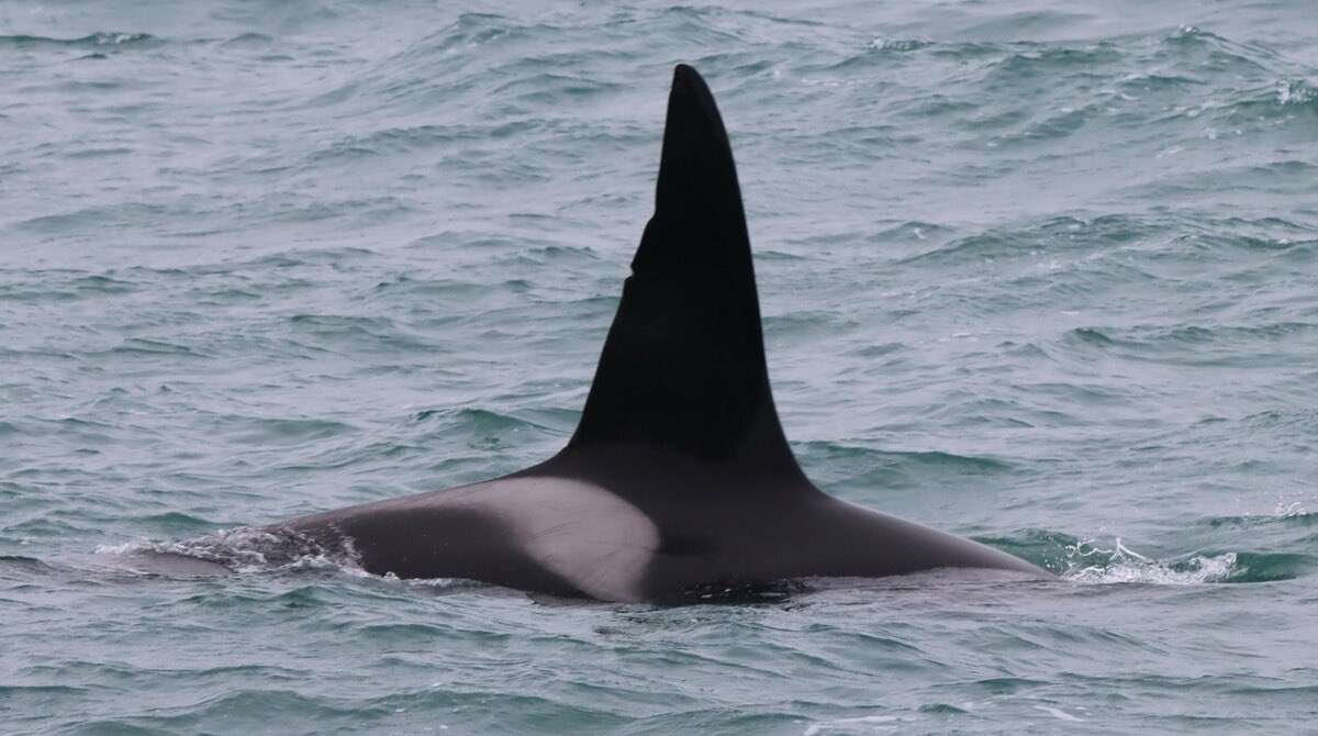 🐬 : today’s individual is
               Marís !
   🌐 # Orcinus Orca
: An Adult male Icelandic orca  

~ Belonging to the SN0287 Matriline, it is believed his mother is the matriarch Alva. His name is Icelandic for 'Sea Ice' he’s identified by his dorsal notches 🌊 !
#cetacean