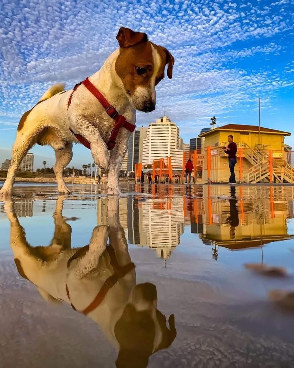 💖 (@twaniimals) on Twitter photo 