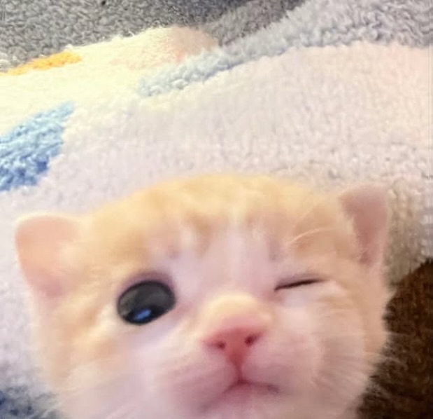 Catsillyness's tweet photo. He only winks at cuties https://t.co/ki5NV2fLuG