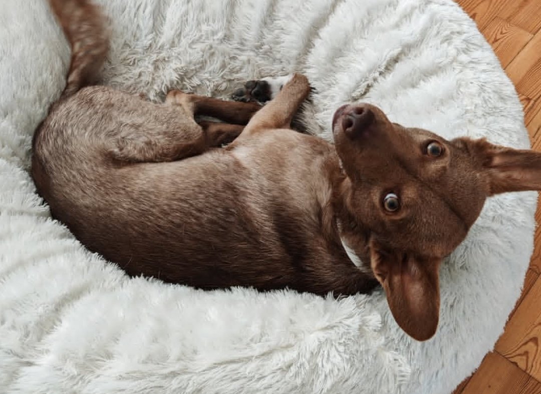 💔Louie muss seine Familie leider verlassen (91058 Erlangen). Rüde, unkastriert, geb. 30.03.2020, 47cm, stubenrein, kann alleine bleiben, Auto fahren (Box),
leinenführig, Rückruf im Freilauf
Artgenossen, Hündinnen ok
🐱:nein, kinder: eher nein/ ab Teenager, freundlich, verschmust