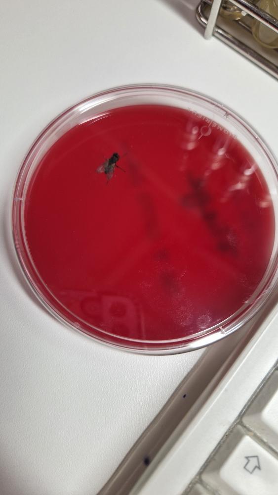 Heliuwum tweet media