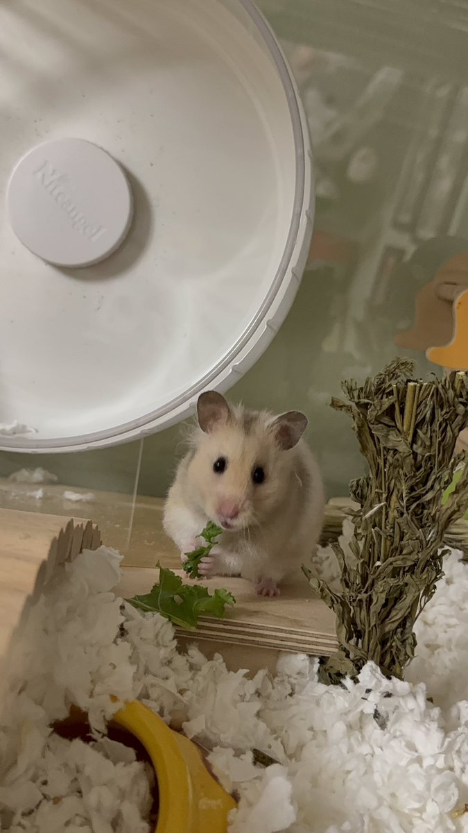 KatDestination's tweet image. Sunny’s eating a snack and notices you admiring her 💗