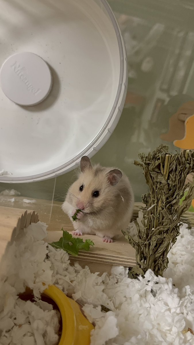 KatDestination's tweet image. Sunny’s eating a snack and notices you admiring her 💗