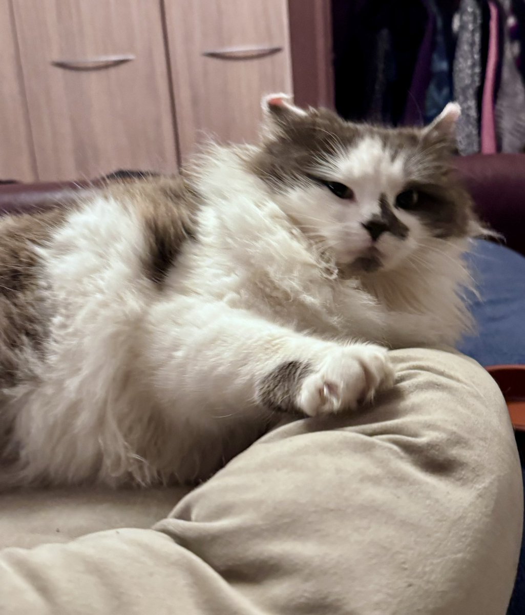 SpanielsSuper's tweet image. Comfy Martha?

Ooooh yes mum #WarmAndToasty #DryToo 😘

Is it good inside?

Lovely mum! No wind! No snow! No frost! No rain! 
Soft beds! Hot radiators! #Fabulous 

Shame you didn’t do it months ago?🙄

Don’t rub it in mum! #JustDont 🫩

Shall we change your #?

What to mum?

How