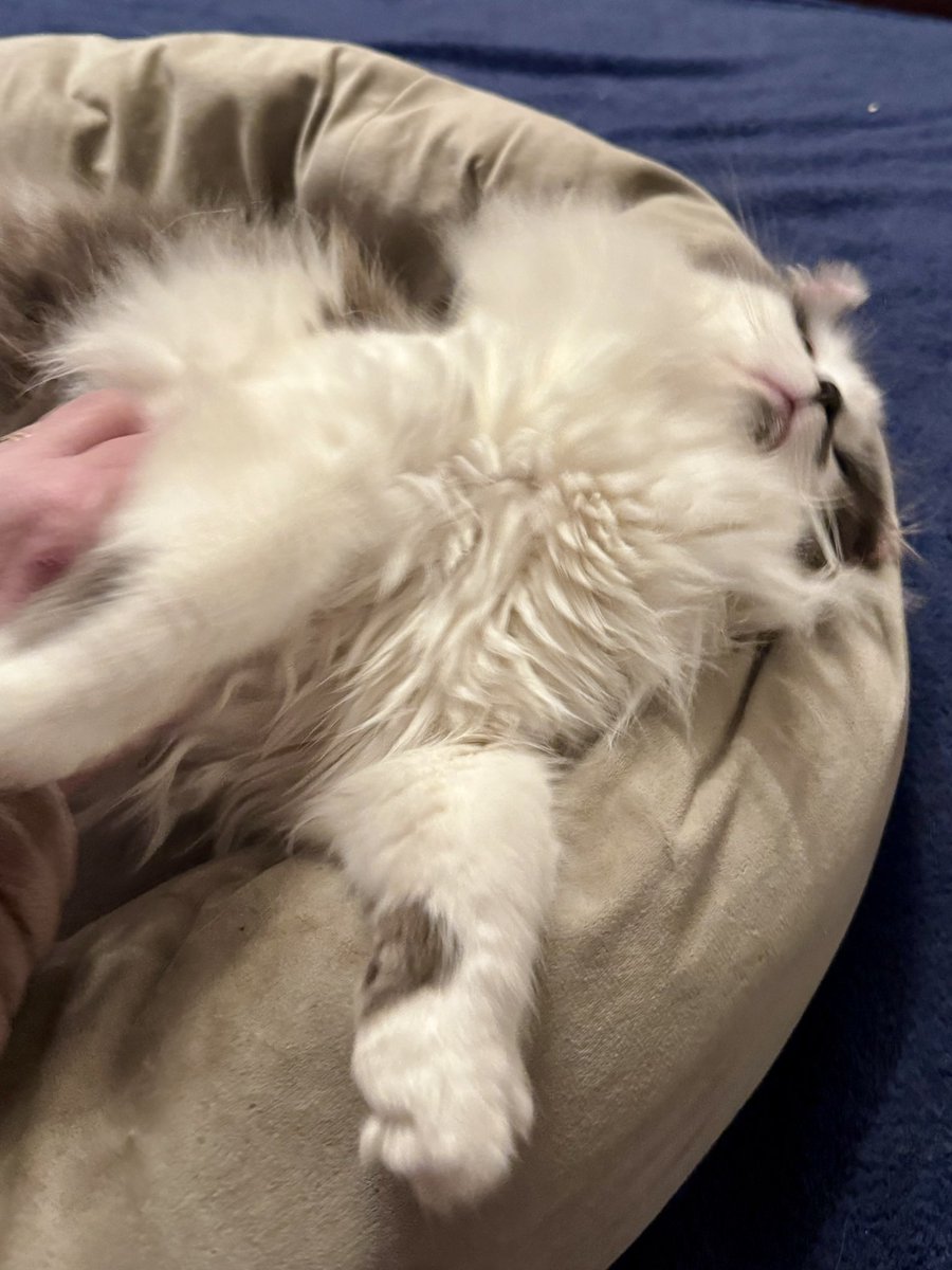 SpanielsSuper's tweet image. Comfy Martha?

Ooooh yes mum #WarmAndToasty #DryToo 😘

Is it good inside?

Lovely mum! No wind! No snow! No frost! No rain! 
Soft beds! Hot radiators! #Fabulous 

Shame you didn’t do it months ago?🙄

Don’t rub it in mum! #JustDont 🫩

Shall we change your #?

What to mum?

How