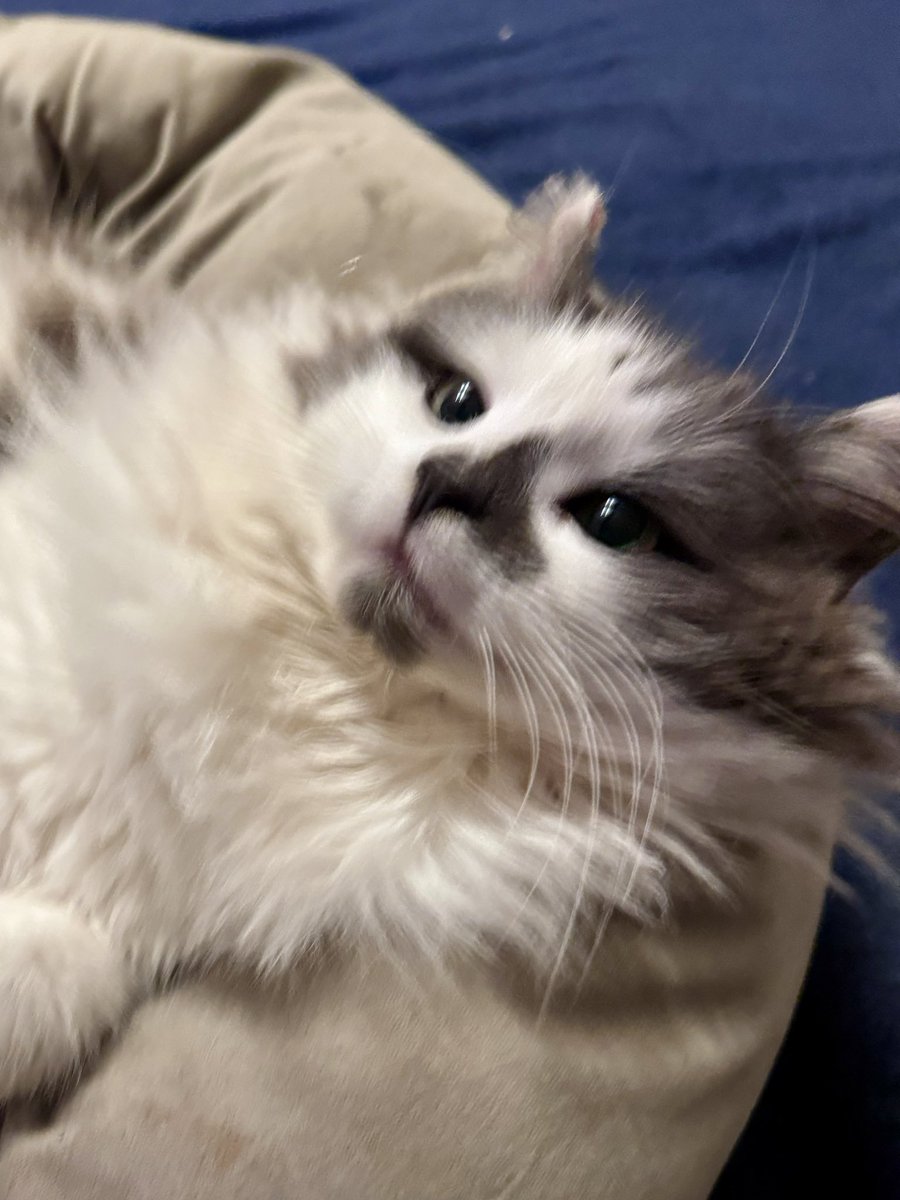 SpanielsSuper's tweet image. Comfy Martha?

Ooooh yes mum #WarmAndToasty #DryToo 😘

Is it good inside?

Lovely mum! No wind! No snow! No frost! No rain! 
Soft beds! Hot radiators! #Fabulous 

Shame you didn’t do it months ago?🙄

Don’t rub it in mum! #JustDont 🫩

Shall we change your #?

What to mum?

How