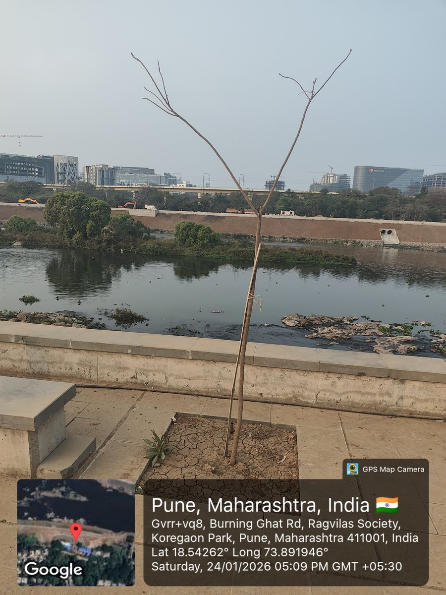 suratkal's tweet photo. @PMCPune @PMCPune killed tens & thousands of trees and shrubs. Replaced the ripatian forest with these dead saplings in concrete. Which is again replaced by new sapling during every VIP event! We want clean water in our rivers! Say no to #Riverfrontdestruction #Pune #SaveMulaMutha https://t.co/xvWn1V9vA9