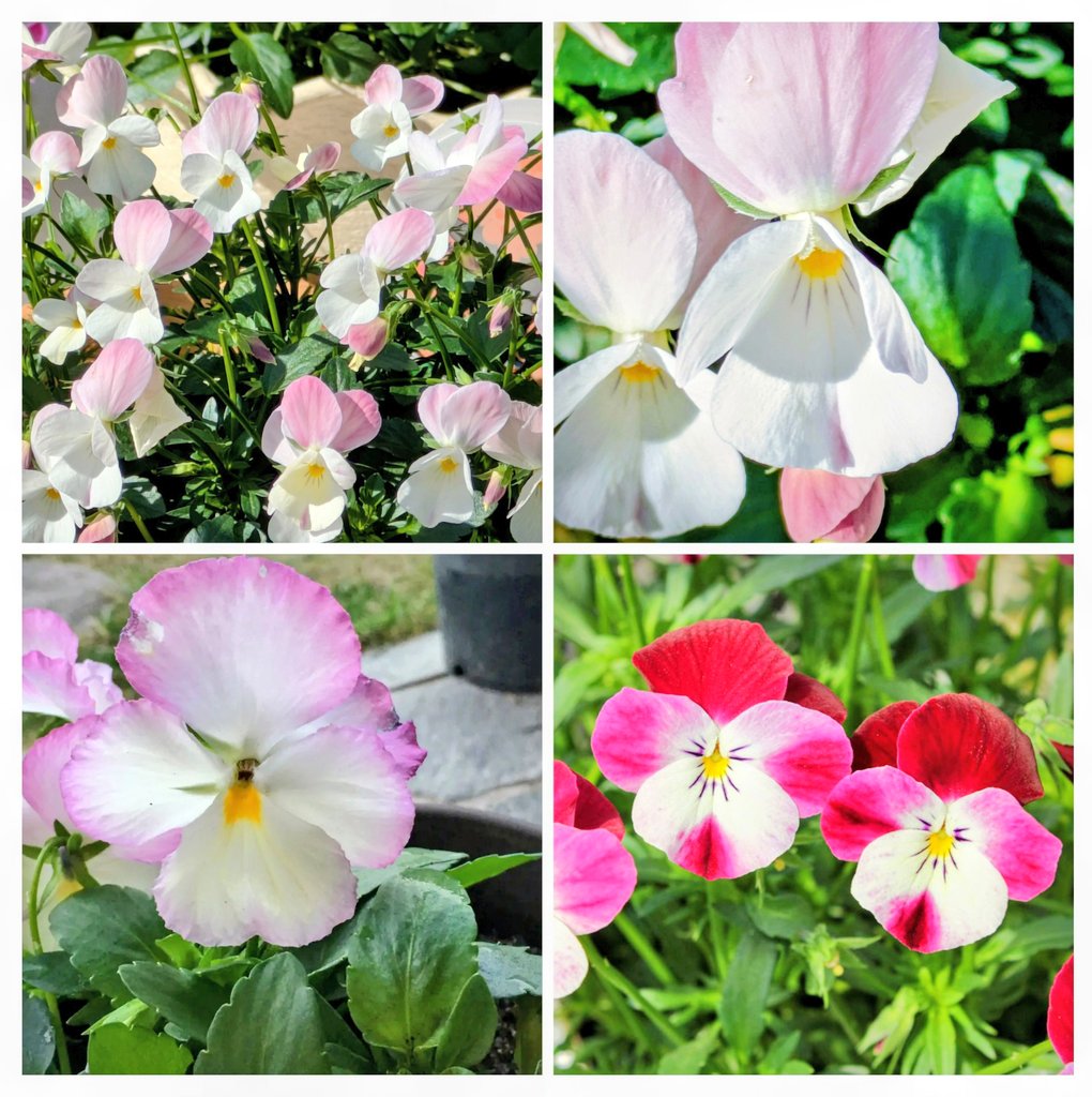 のんちゃんにﾎﾟﾁｯ❤️