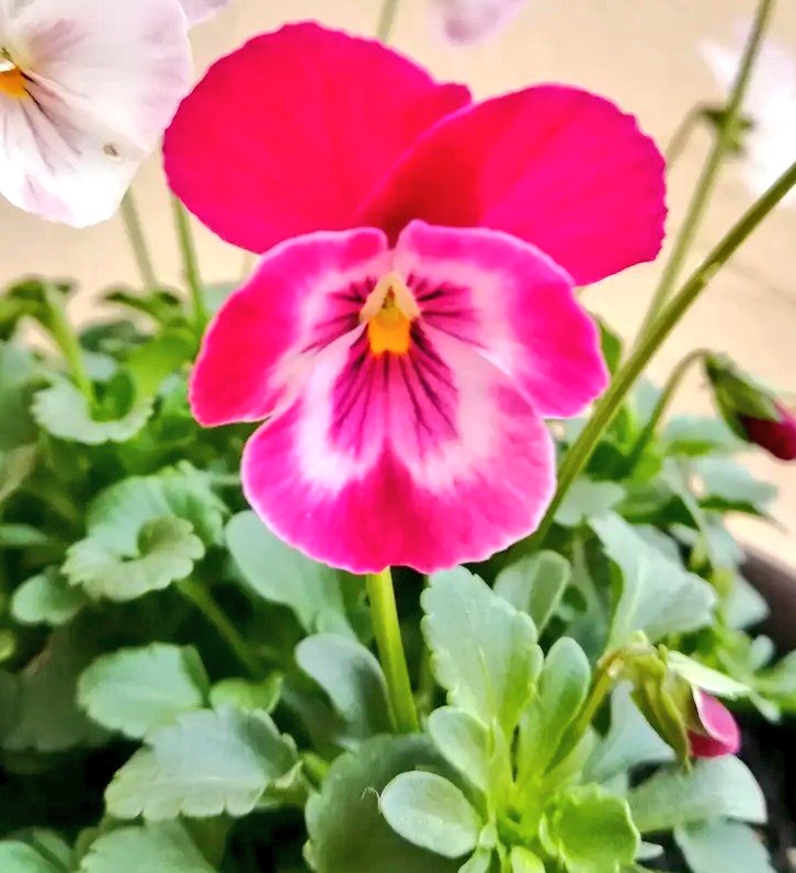 のんちゃん。よ宜しくお願いします♡♡♡ のんちゃんにﾎﾟﾁｯ❤️