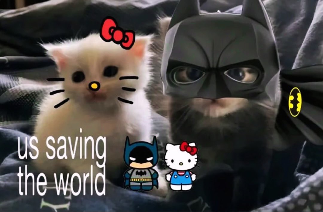 cats.jpg (@catsdotjpg) on Twitter photo 