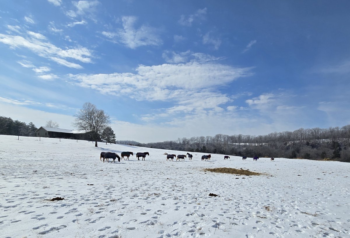The horses at Camp Sycamore Hills are staying bundled up and we hope you are too! We are thinking of all our Girl Scout family affected by this icy winter weather. How are you doing this week?