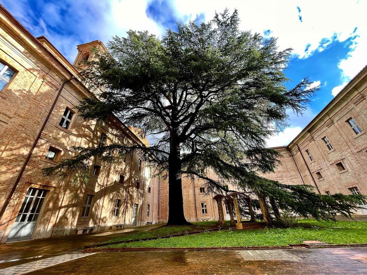 CedarTreesDZ's tweet photo. Monumental cedar at Palazzo Murena 🌳
5 m around, 30 m tall, 35 m canopy, 150–180 yrs old https://t.co/tM2x75OHHZ