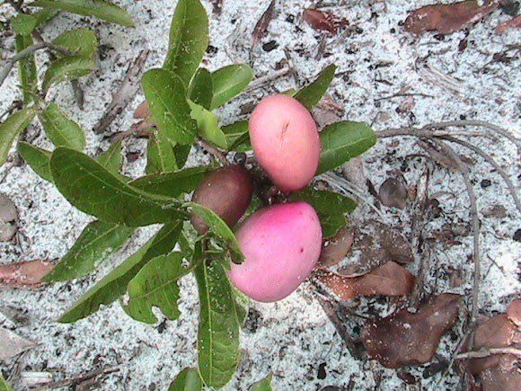 krowscythe's tweet photo. @LandsharkRides Most obscure and rare, “gopher apples”. Grow exclusively on the gulf coast and eaten by endangered tortoises. Extremely hard to grow and transplant, and apparently tastes like a watery bubblegum custard. May cause upset stomachs. https://t.co/CRW5op4WBL