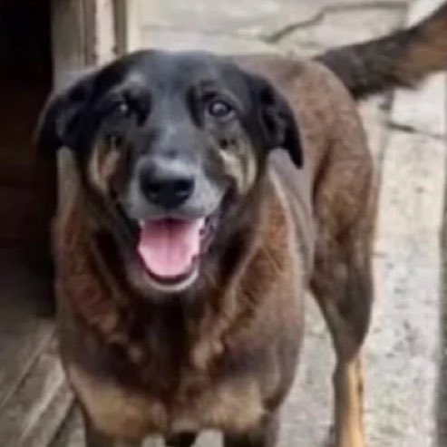 choquei's tweet photo. 🚨LEIA: Carta comovente foi encontrada na casinha do cãozinho Orelha. https://t.co/37QZUXaWuQ