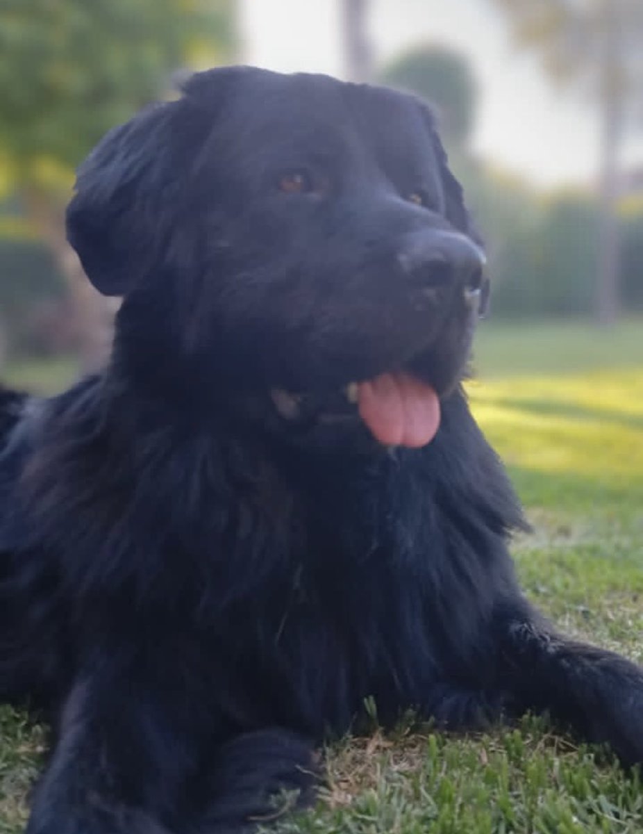 JulioRazona's tweet image. Se suele mostrar la foto de la mascota que  cuando muere. Opto por celebrar que mis compañeros inseparables están llenos de vida y amor para seguir entregando incondicionalmente.