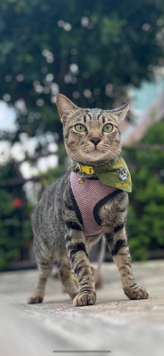 ‼️ตามหาน้องแมวค่ะ‼️
ใครพบเจอน้องแมวคล้ายในภาพสามารถติดต่อเจ้าของได้เลยนะคะ