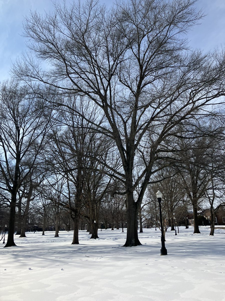 wxbryson's tweet photo. I see Martin, TN saved me a plate of copious snow while I was in Houston😂❄️

These are some pics I captured yesterday and today on UT Martin’s main campus! Great to be back to enjoy the snow!

#accessweathercentral #tnwx #kywx #fyp #explore #snow #winter https://t.co/f0h7a3C2iz