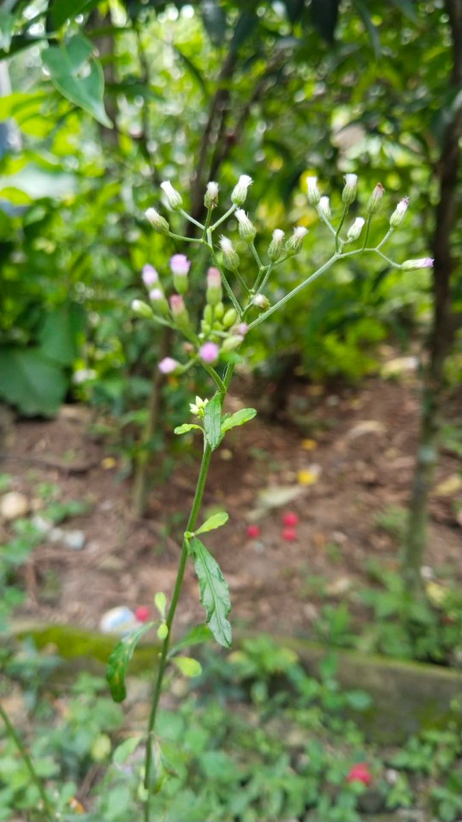 Excel_Dee's tweet photo. Sawi Langit

Sawi langit (Cyanthillium cinereum) adalah tanaman liar yang sangat mudah ditemukan di sekitar kita, 
di kebun, pekarangan, hingga pinggir jalan. Karena tumbuh tanpa ditanam, tanaman ini sering dianggap gulma. Padahal, dalam pengobatan tradisional, sawi langit dikenal sebagai tanaman herbal berkhasiat dan telah lama dimanfaatkan di berbagai budaya Asia dan Afrika.

Secara ilmiah, sawi langit mengandung senyawa aktif seperti flavonoid, seskuiterpen lakton, alkaloid, dan tanin. Senyawa-senyawa ini memiliki aktivitas antiparasit, antipiretik (penurun demam), antiinflamasi, dan antioksidan. Beberapa studi menunjukkan ekstrak sawi langit berpotensi menghambat pertumbuhan Plasmodium, parasit penyebab malaria, sehingga secara tradisional digunakan sebagai pendukung terapi demam malaria.

Selain dikaitkan dengan malaria, sawi langit juga digunakan secara tradisional untuk : 
• membantu meredakan demam dan panas dalam
• mengurangi peradangan ringan
• membantu keluhan pencernaan
• mendukung daya tahan tubuh

Cara pemanfaatan tradisional :
Bagian tanaman yang digunakan biasanya daun dan batang muda. Dalam praktik tradisional, tanaman ini dicuci bersih lalu direbus dan air rebusannya diminum dalam jumlah kecil.

Ditumbuk dan digunakan sebagai baluran luar untuk keluhan tertentu.

Kadang dikeringkan untuk diseduh sebagai ramuan herbal.

Catatan : pemanfaatan sawi langit secara tradisional tidak menggantikan pengobatan medis, terutama untuk penyakit serius seperti malaria. Penggunaan herbal sebaiknya bersifat pendukung dan dilakukan dengan pengetahuan yang tepat.

Tanaman liar bukan berarti tak bernilai. Sawi langit adalah contoh nyata bahwa kearifan lokal sering memiliki dasar ilmiah, tinggal bagaimana kita memahaminya dengan bijak.

Semoga Bermanfaat...🙏

#SawiLangit