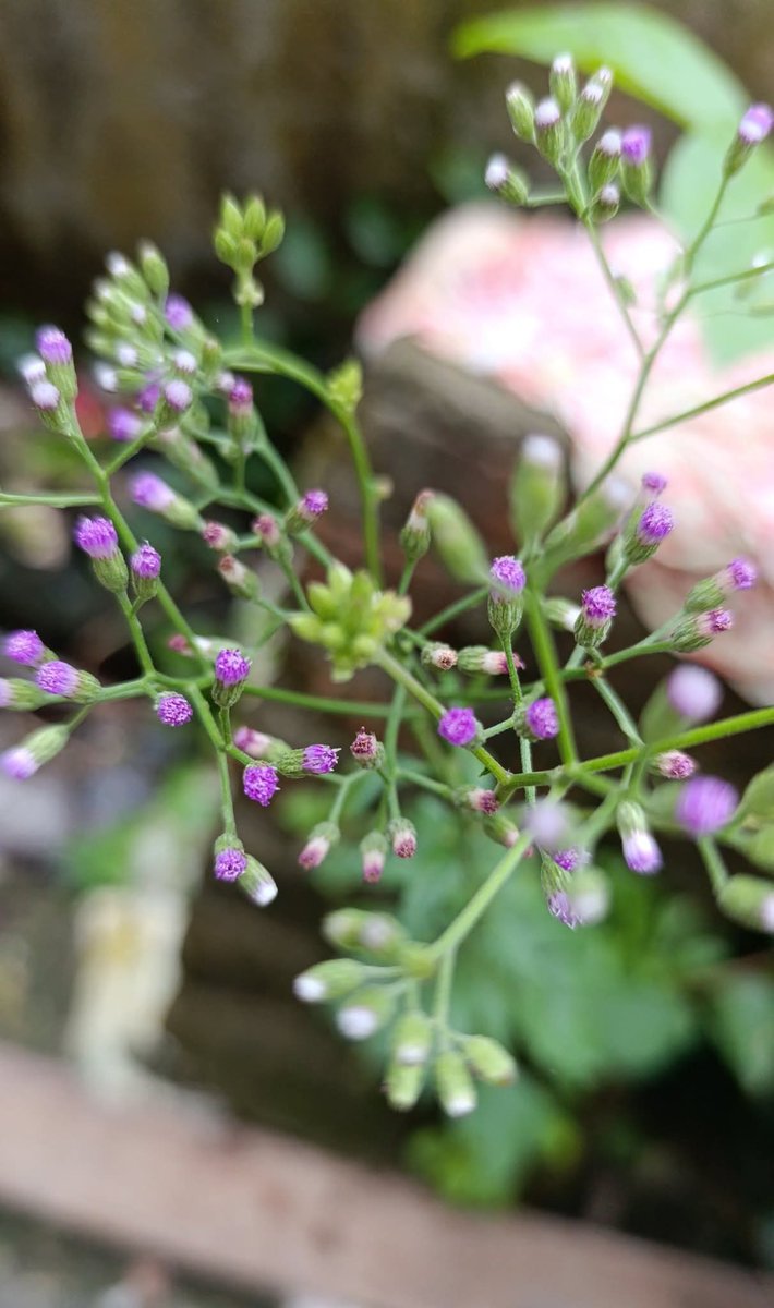 Sawi Langit

Sawi langit (Cyanthillium cinereum) adalah tanaman liar yang sangat mudah ditemukan di sekitar kita, 
di kebun, pekarangan, hingga pinggir jalan. Karena tumbuh tanpa ditanam, tanaman ini sering dianggap gulma. Padahal, dalam pengobatan tradisional, sawi langit