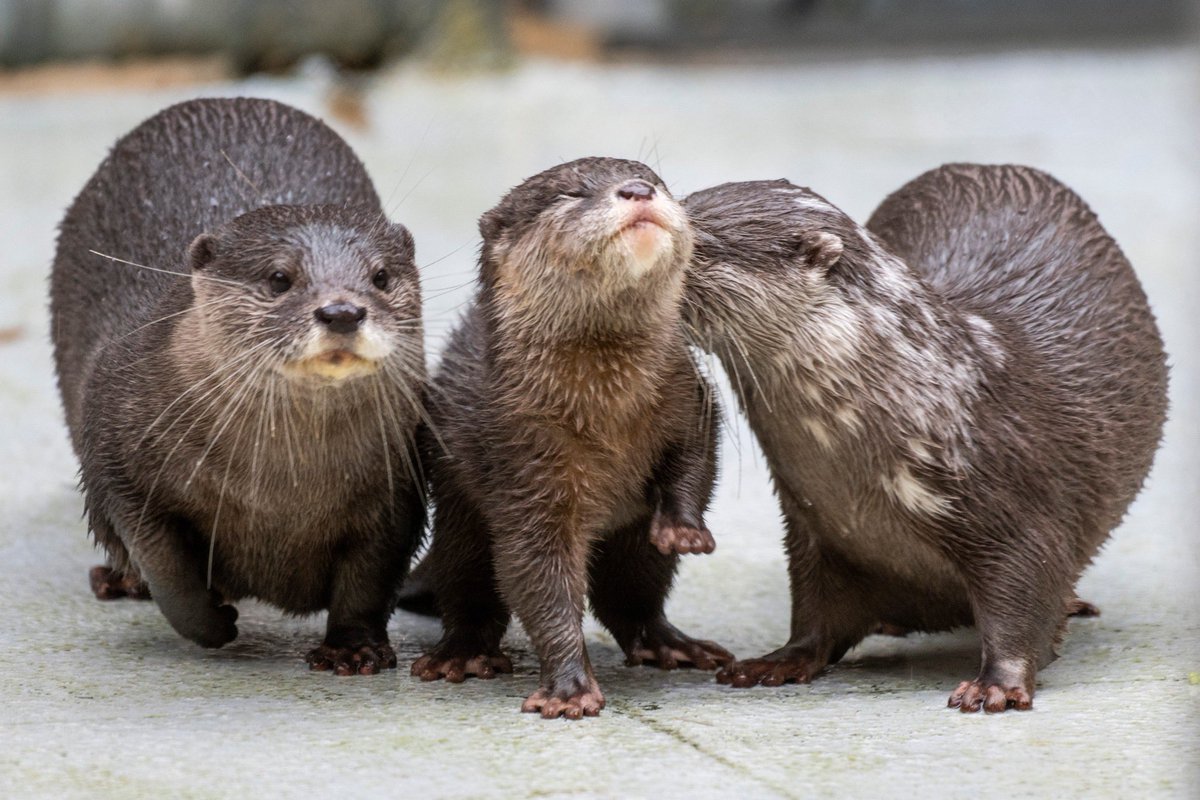 Point Defiance Zoo & Aquarium tweet media
