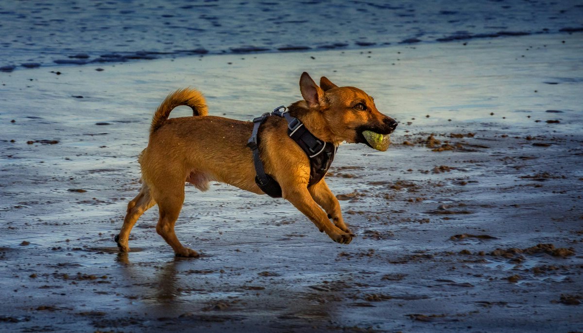 kninepets's tweet photo. Grab a toy your pup loves 🎾, keep the playtime lively 🐶💨, and always put safety first for happy, healthy fun 🐾❤️

https://t.co/6eA1KQIMCv

#FetchFun #DogPlaytime #HappyPup #Zoomies #DogToys #PlayAllDay #SafePlay #ActiveDogs #HealthyDogs #PetAdventure https://t.co/uMbb0aBZpi