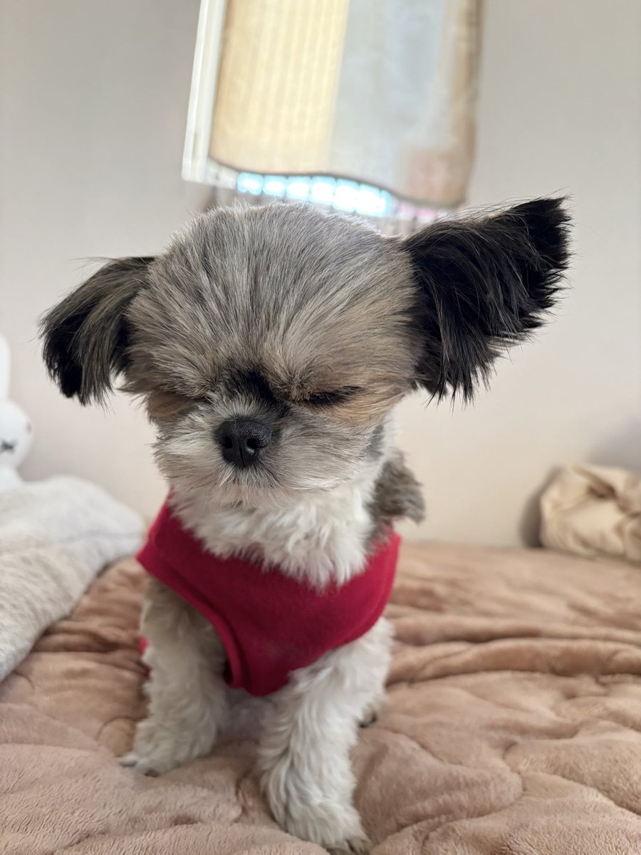 今朝の寝起き犬