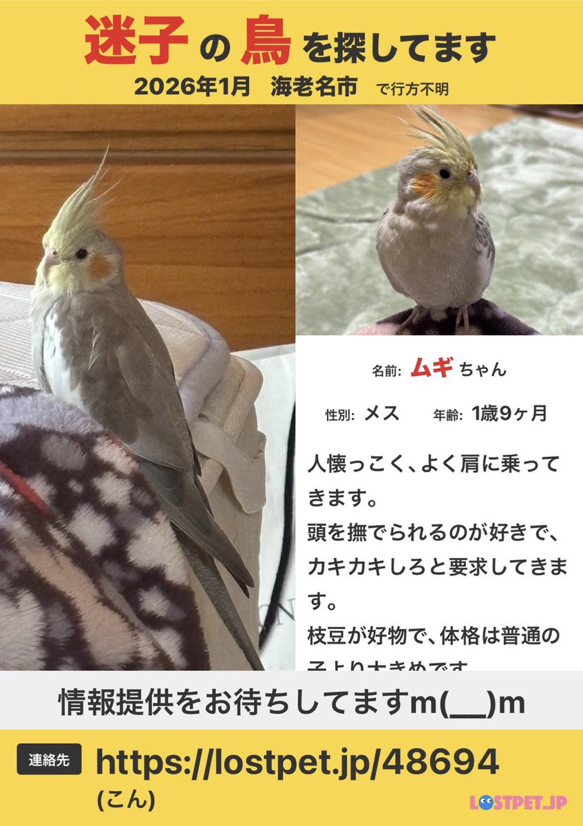 mugi_okame_0122's tweet photo. オカメインコを探しています。

1月22日に海老名市の自宅から
家族の不注意でオカメインコを逃してしまいました。

23日のお昼頃に上今泉4丁目辺りで目撃情報がありましたが、その後見つからず。

この寒い中外に逃してしまったこと後悔してもしきれません。
どうか暖かい場所にいますように。 https://t.co/1PxLbJknF9
