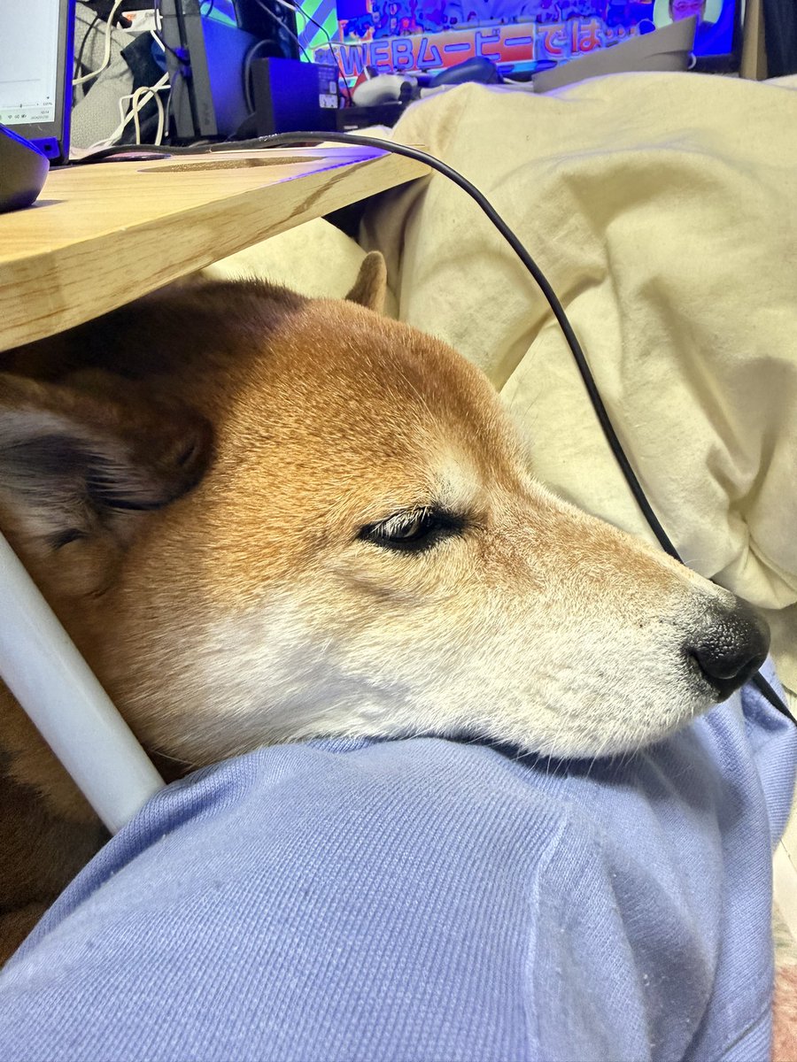 Chicken2Search's tweet image. きょうは在宅ワーク中です
#柴犬