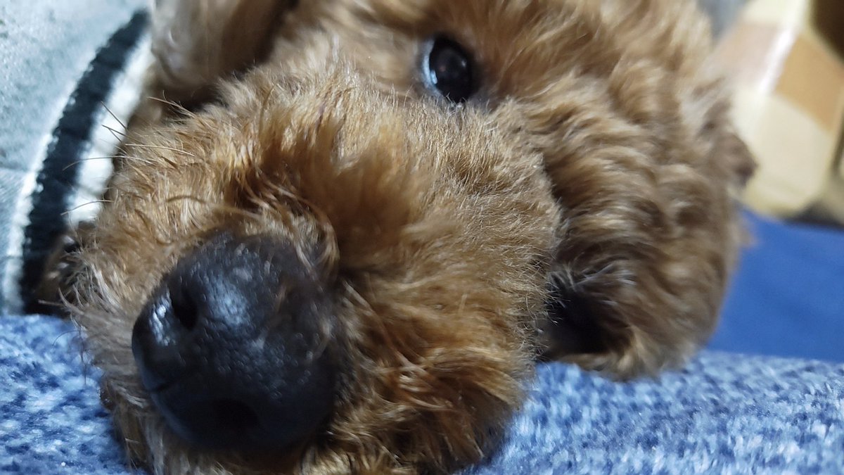 おはようございます！

外を見たら雪ー！！！
委託先に納品に行く予定でしたが、路面凍結怖すぎて延期しました……最近こんな事が多いです😅

今日も寒さが凄いですので、皆さん暖かくしてお過ごしくださいね🍀

本日も宜しくお願いします
※画像は眠気に耐えるうちの子です