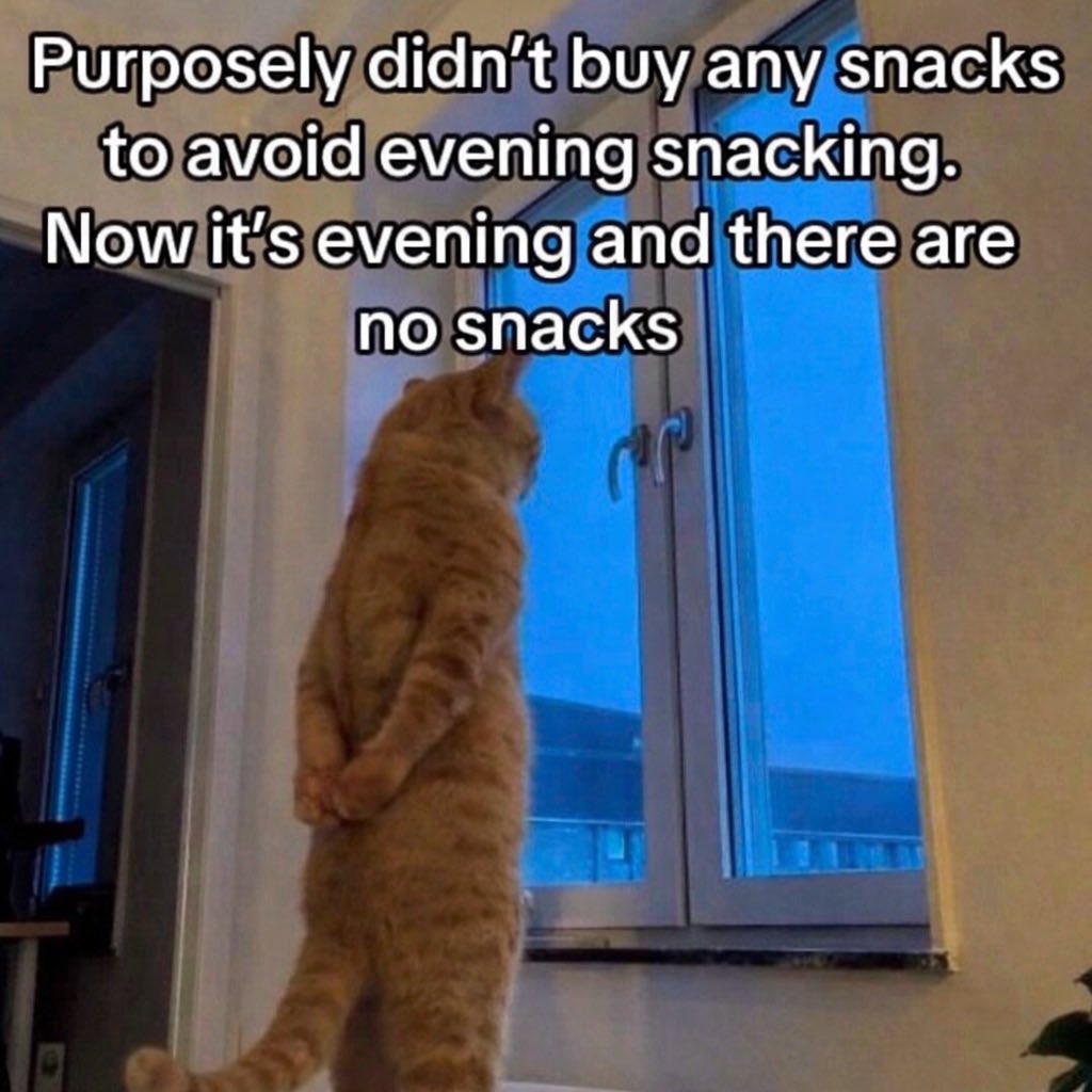 LiterallyMeCats (@literallymecats) on Twitter photo 